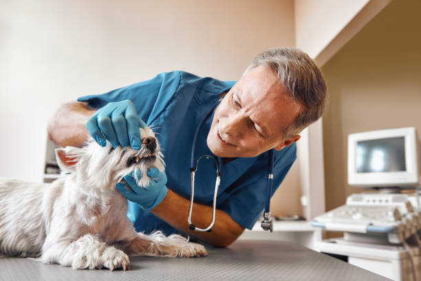 Best Emergency Gum Treatment in Lone Tree, CO